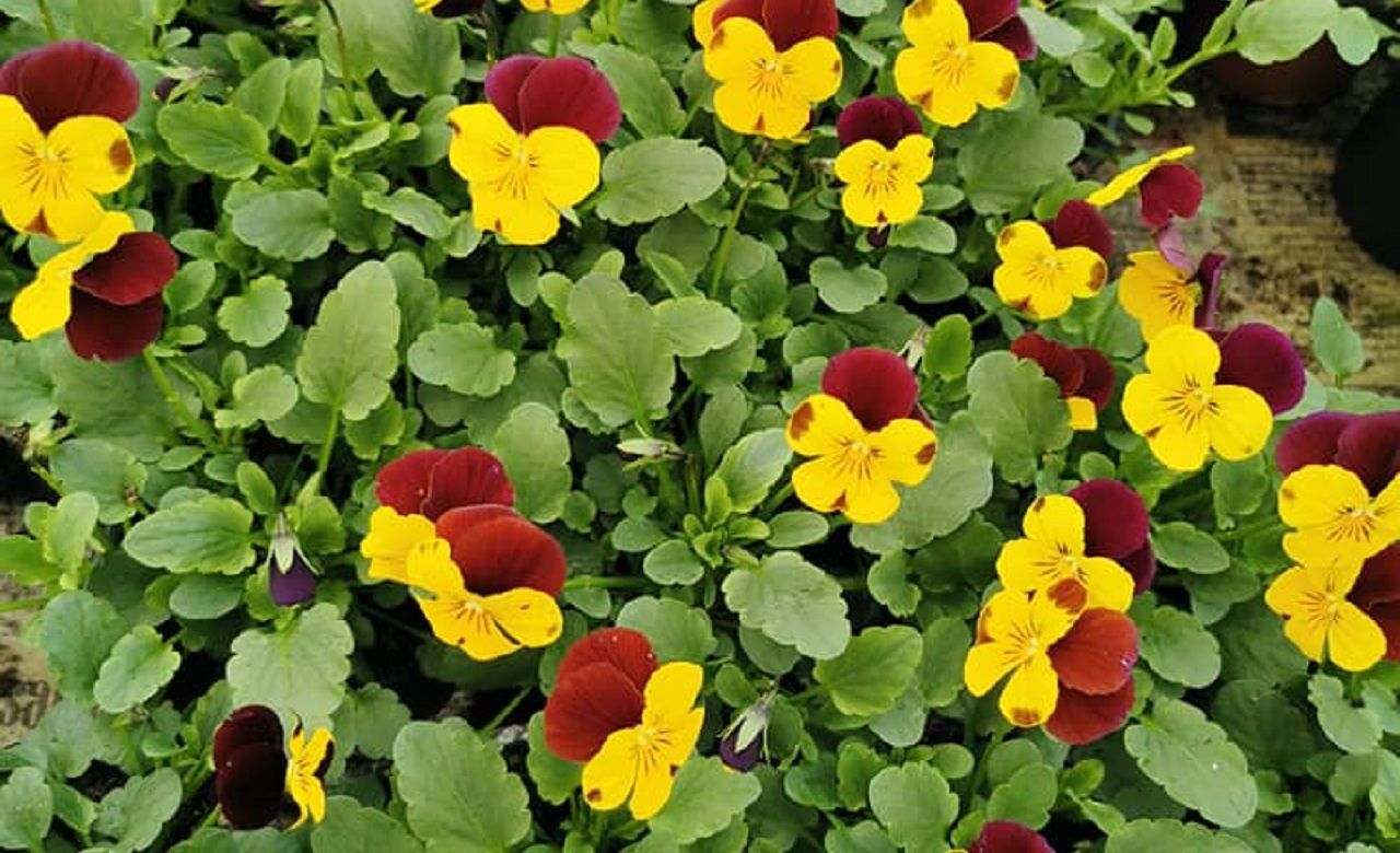 92068121_10218603377848029_3517711402359848960_n