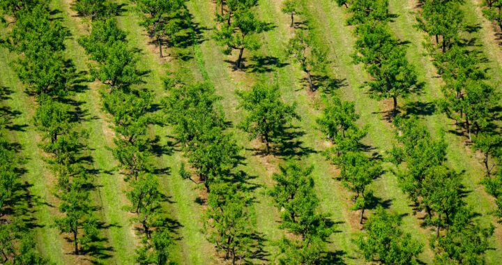 Topografinės nuotraukos rengimas kaina, procesas ir patarimai