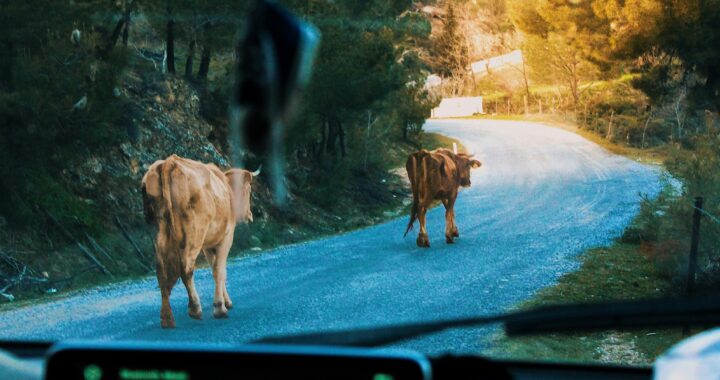 Dėl Širvintų apylinkėse klaidžiojusių galvijų – pastabos savivaldybei bei Valstybinei maisto ir veterinarijos tarnybai