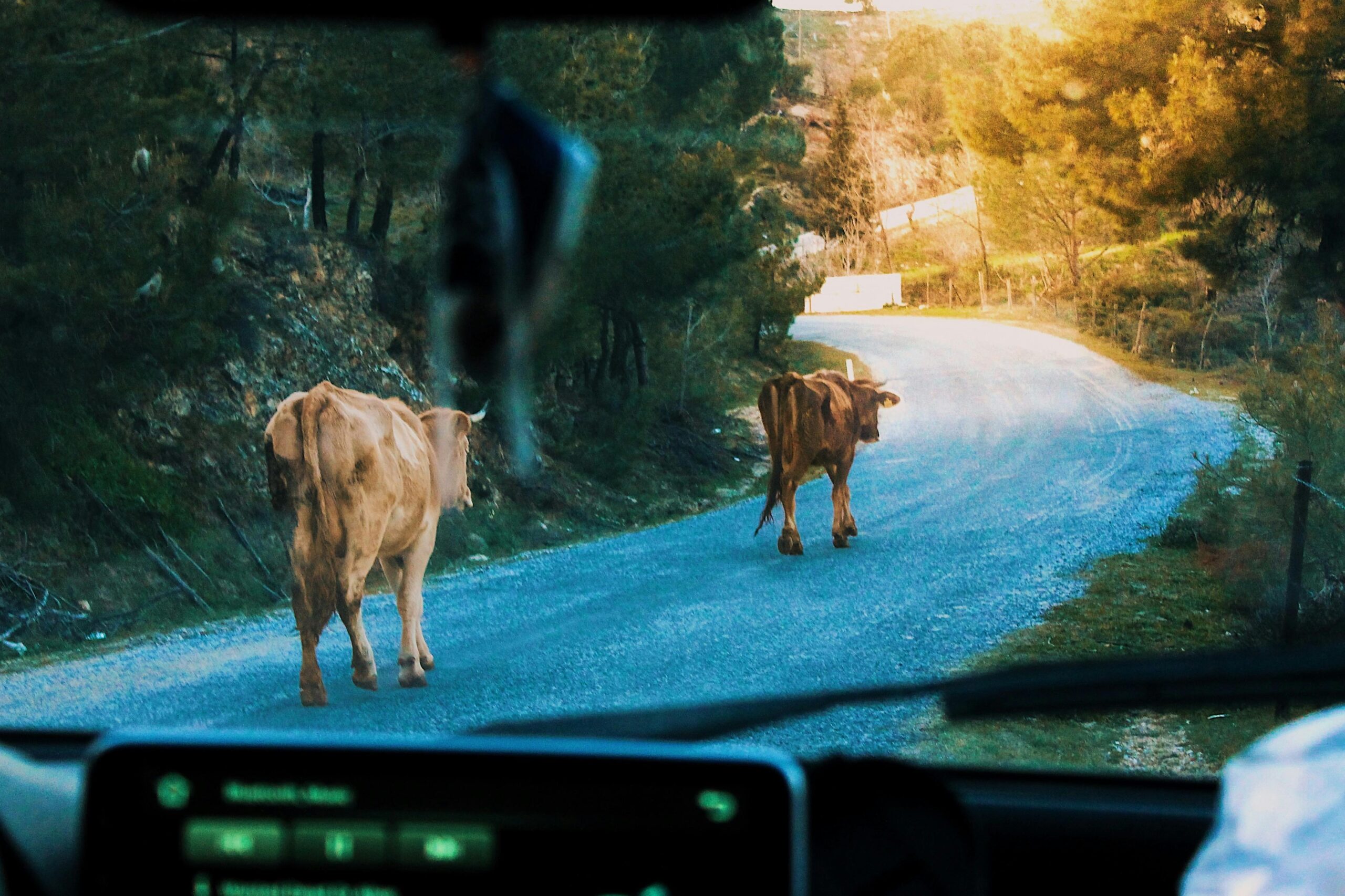 Asociatyvi Pexels nuotr