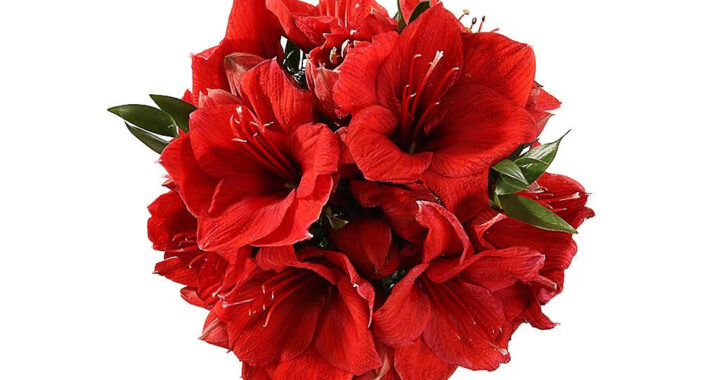 Sveikinimas Jonui Ramaneckui